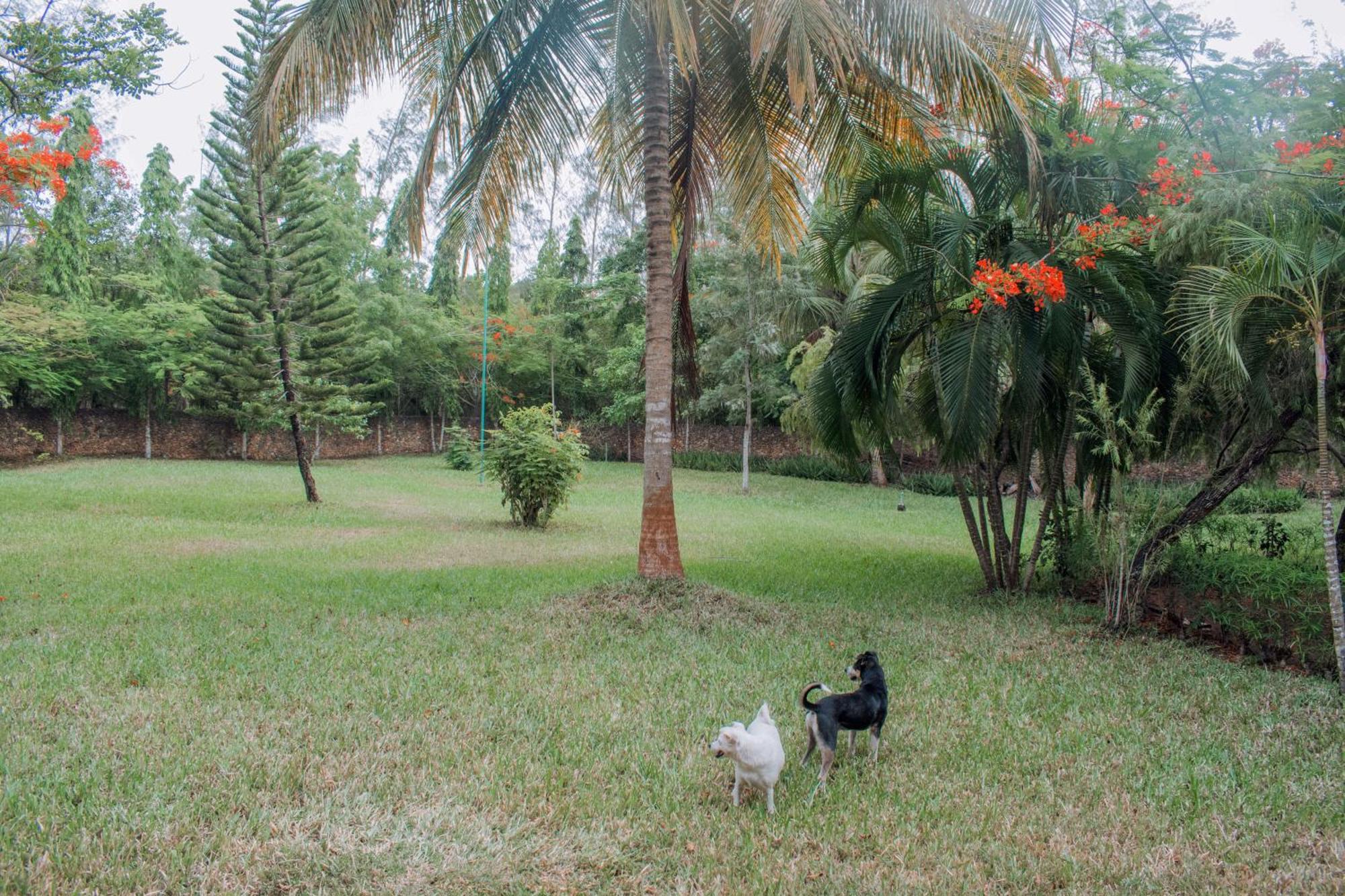 Kijani Cottages In Diani Diani Beach Εξωτερικό φωτογραφία